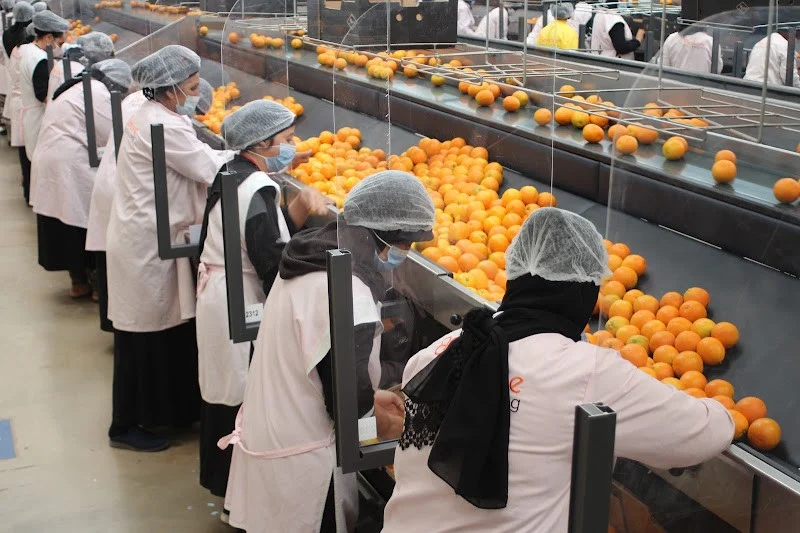 Agrumes-oranges-1