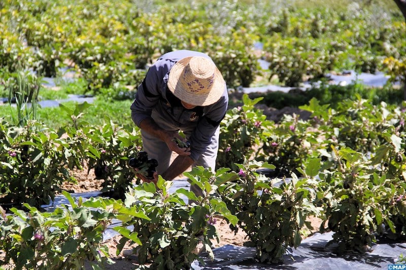 agriculture677 (1)